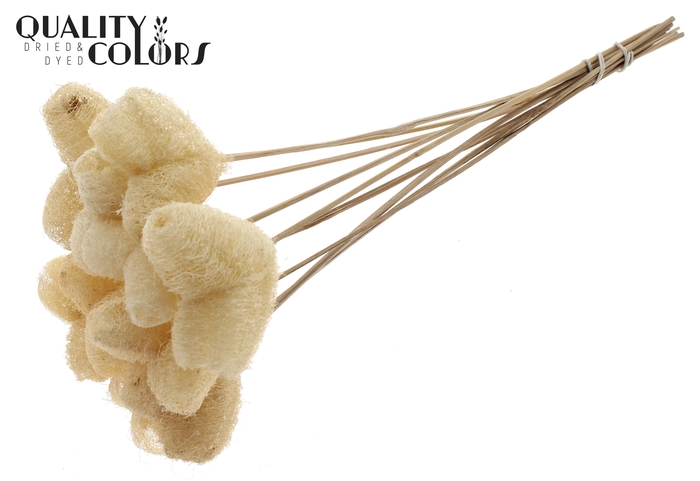 Luffa Heart on stem Natural