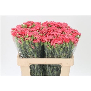 Di Te Solomio Symply Peach