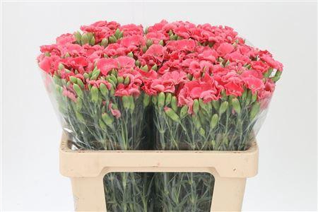 <h4>Di Te Solomio Symply Peach</h4>