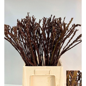 SALIX SEKKA BANDWILG