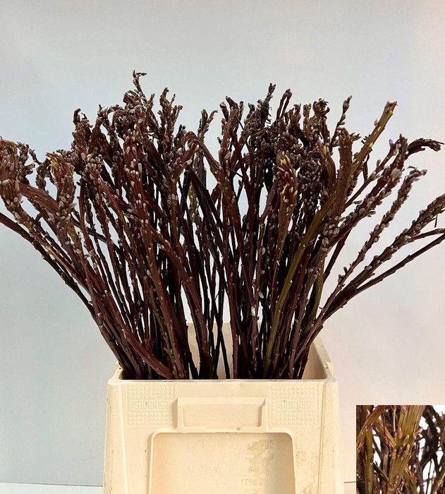 <h4>SALIX SEKKA BANDWILG</h4>