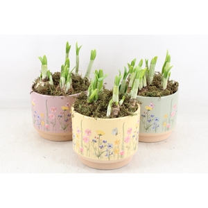 arr4 Narcis FL - Keramiek blooming mix x6