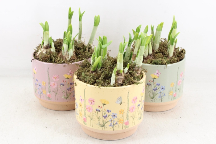 <h4>arr4 Narcis FL - Keramiek blooming mix x6</h4>