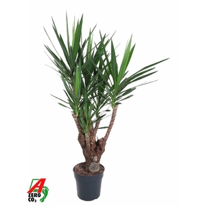 Yucca Elephantipes