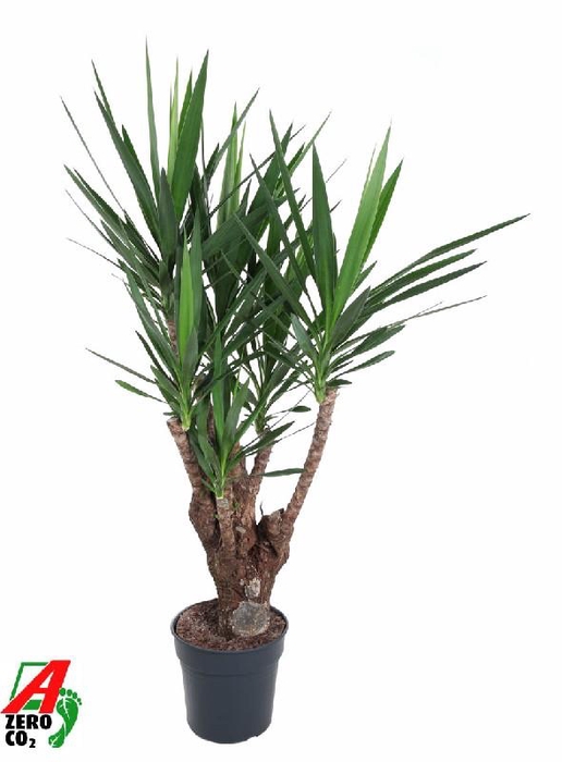<h4>Yucca Elephantipes</h4>