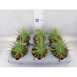 Agave stricta 'Nana'