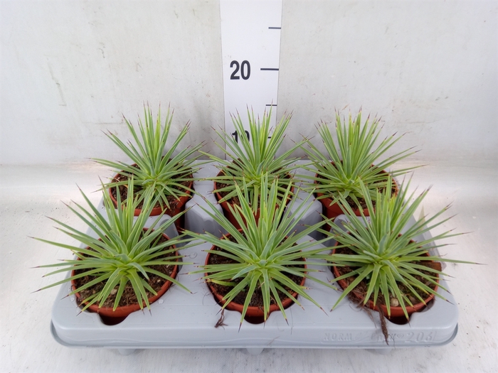 <h4>Agave stricta 'Nana'</h4>