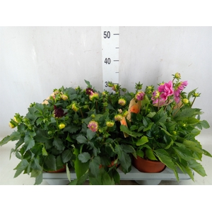 Dahlia  'Dalina Maxi Stardust Pink'