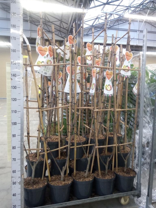 <h4>Malus   ...</h4>