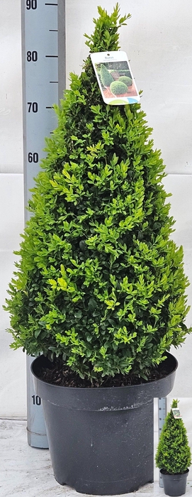 <h4>BUXU SE PYRAMIDALIS</h4>