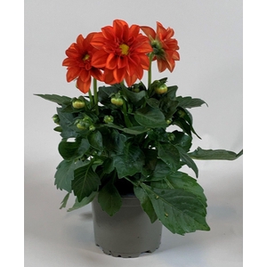 Dahlietta Oranje