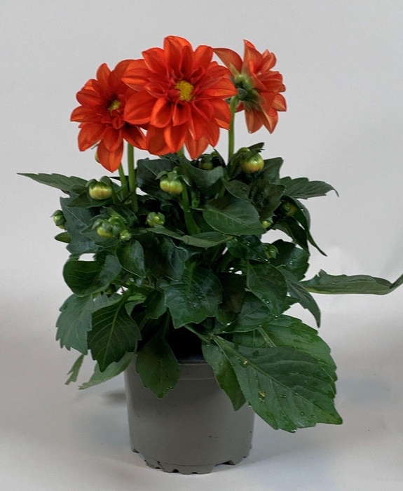 <h4>Dahlietta Oranje</h4>