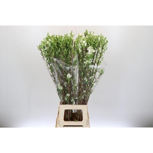 Exochorda Magical Springtime