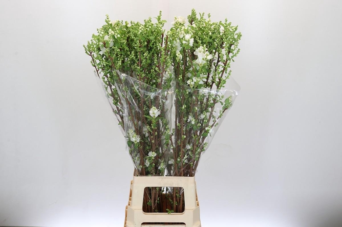 <h4>Exochorda Magical Springtime</h4>