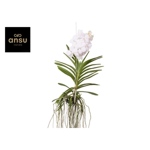 Vanda Diamond White Large