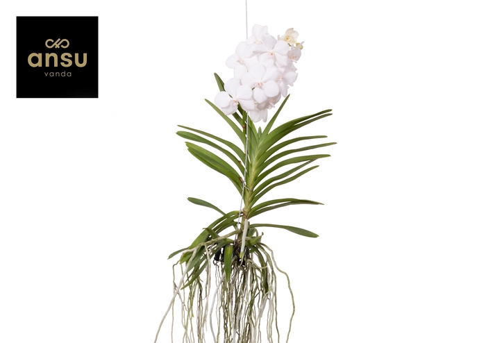 <h4>Vanda Diamond White Large</h4>