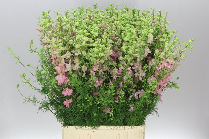 <h4>Delph Aj Pink Pale</h4>