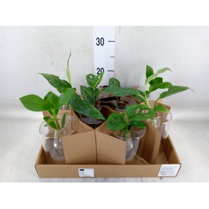 Planten  ..mix