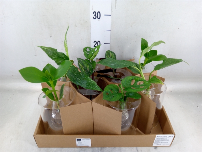 <h4>Planten  ..mix</h4>