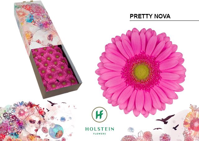 <h4>Gerbera Pretty Nova Doos</h4>