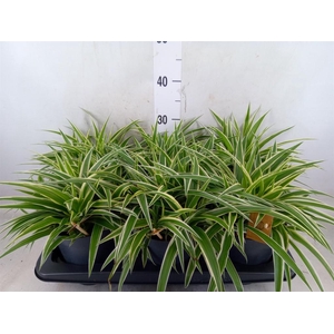 Chlorophytum com. 'Ocean'