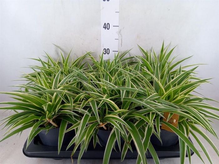 <h4>Chlorophytum com. 'Ocean'</h4>