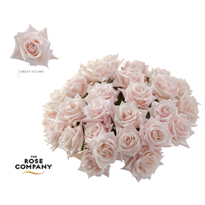 Rosa Ec Sweet Escimo