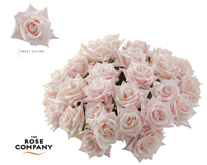 <h4>Rosa Ec Sweet Escimo</h4>