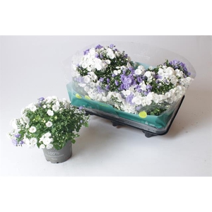 Campanula mixed 12Ø 24cm