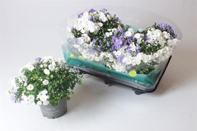 Campanula mixed 12Ø 24cm