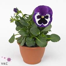 Viola wr. 'Delta Violet and White'