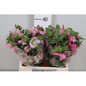 Hell Or Queens L Pink