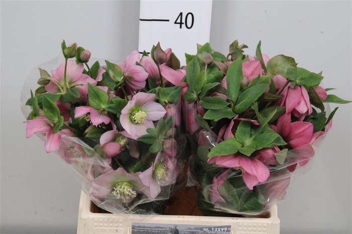 <h4>Hell Or Queens L Pink</h4>