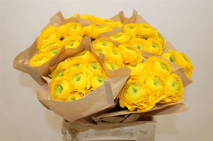 <h4>Ran Cloni Ex Flame</h4>