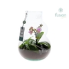 Arrangementen Phalaenopsis mt H% glas FC-24.0775FDH