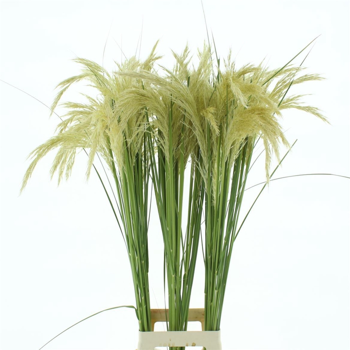 Cortaderia Richardii