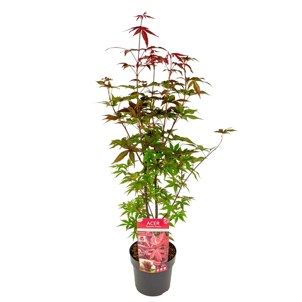 <h4>Acer palm. 'Twombly's Red Sentinel' ® PREMIUM</h4>