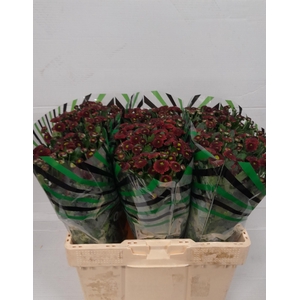 CHR S AAA PURPET RED