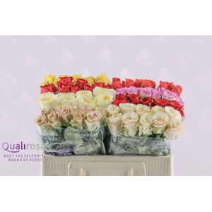R Gr Qualirosa Suprise Mix -in box