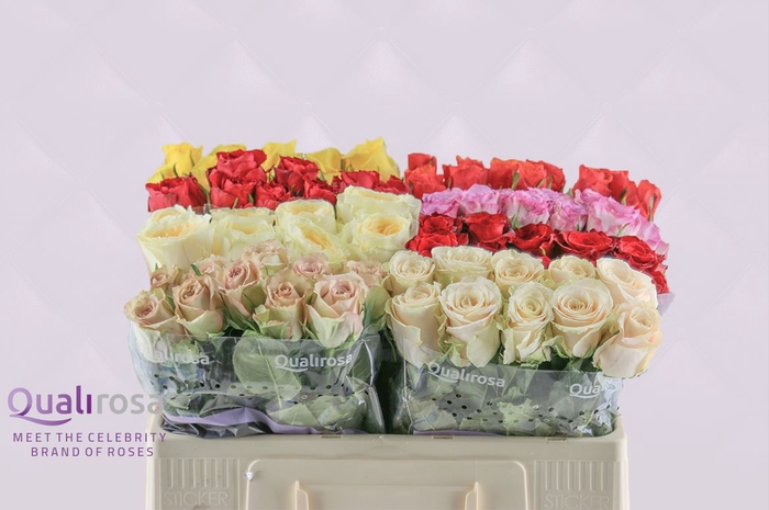 <h4>R Gr Qualirosa Suprise Mix -in box</h4>