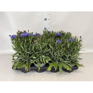 Centaurea  'Blue Carpet'