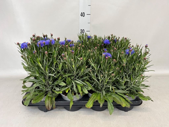 <h4>Centaurea  'Blue Carpet'</h4>