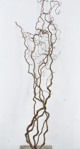 <h4>CORYL AV CONTORTA</h4>