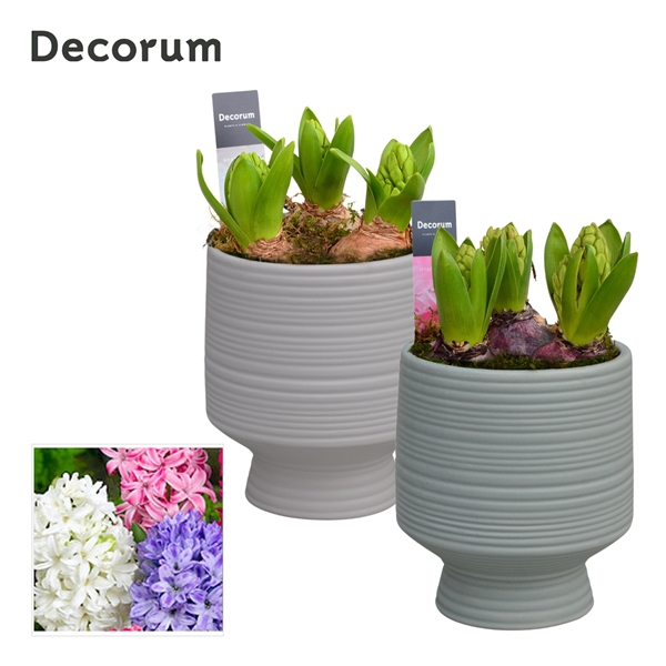 <h4>Arrangementen Hyacinthus 6%</h4>