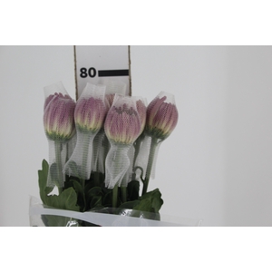 ANASTASIA COUTURE 080 CM