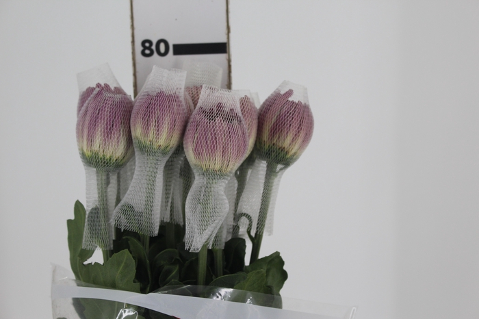 <h4>ANASTASIA COUTURE 080 CM</h4>