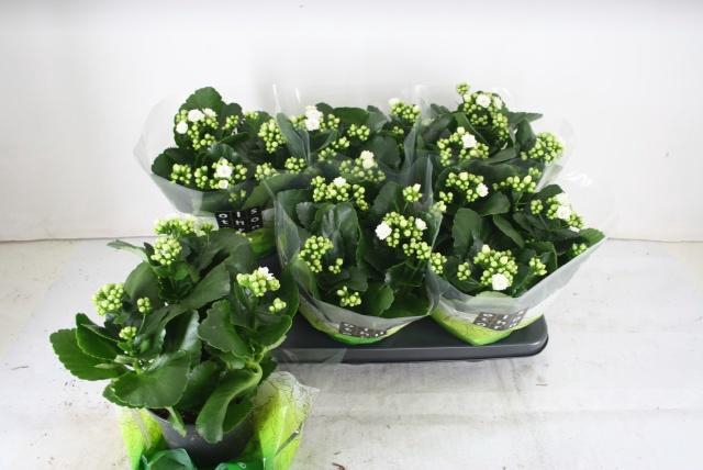 <h4>KAL GE WHITES WHITE</h4>