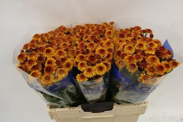 <h4>CHR SAN LEXY</h4>