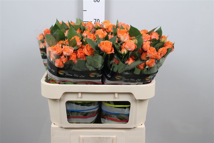 <h4>R Tr Coral Bubbles</h4>