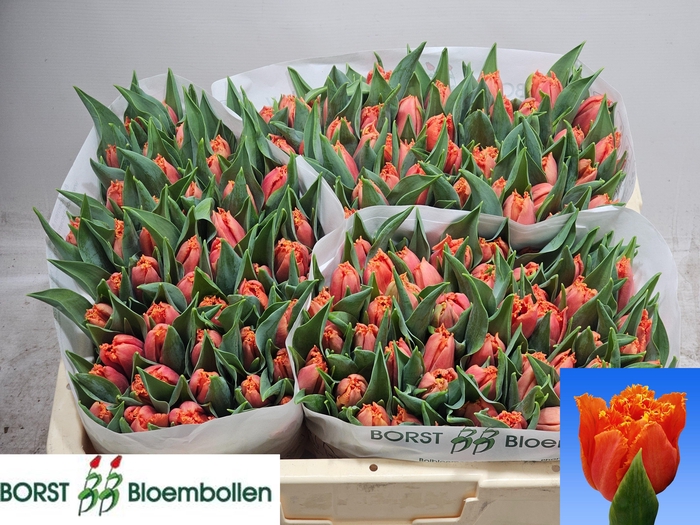 <h4>TU FR ORANGE PASSION</h4>